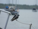 Ether and Fred are keeping an eye on the boat for us, nesting inside the boom.