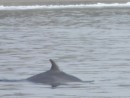 Dolphins in anchorage