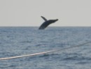 OK, here is that whale again, I was awesome