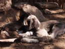 Goat in back yard of Josephine