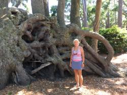Check out these limbs? Roots ?: Saw this tree near the pool used by the marina - awesome
