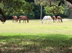 Horses on Cumberland Island 