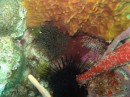 Corkscrew Anemone (the cluster of white dots on the left) With Black Sea Urchin at Bottom