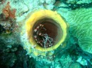 Banded Coral Shrimp inside Tube Sponge