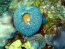 Cool, blue sponge; not in our book