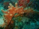 Overgrown Tube Sponge