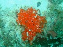 Orange Encrusting Coral