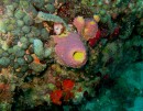 Colorful Tube Sponge