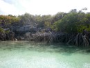 Mangroves at Shroud Cay