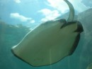 Ray Swimming Overhead in Aquarium