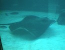 Ray Swimming in Aquarium
