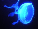 Blacklighted Moon Jellyfish