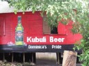 Kubuli Beer Ad Framed With Breadfruit Tree