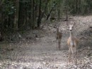 Small Caribbean Deer on the Trail