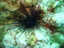 Sea Urchin Extruding Sand