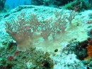 Bleaching Elkhorn Coral