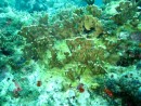 Bleaching Elkhorn Coral
