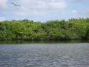 Mangroves at Barbuda