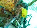 Colorful Tube Sponge