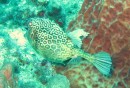 Spotted Cowfish