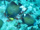 Two French Angelfish Playing
