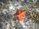Lonely Starfish