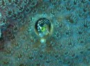 Blenny Peeks Out