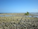 Stalwart Mangrove at Vieques