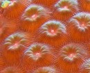 Massive Starlet Coral Up Close