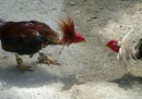 The Cock Fight Begins