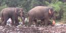 EATING PLASTIC: It is very difficult to keep the elephants out of the trash pile, but as their natural habitat is reduced in the countryside they gravitate to the landfill...