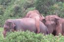 CIRCLE THE WAGONS...: The Asian elephants of Trincomalee are quite social and intelligent - in addition to being wild and aggressive. It is pretty much them against the world they live in...