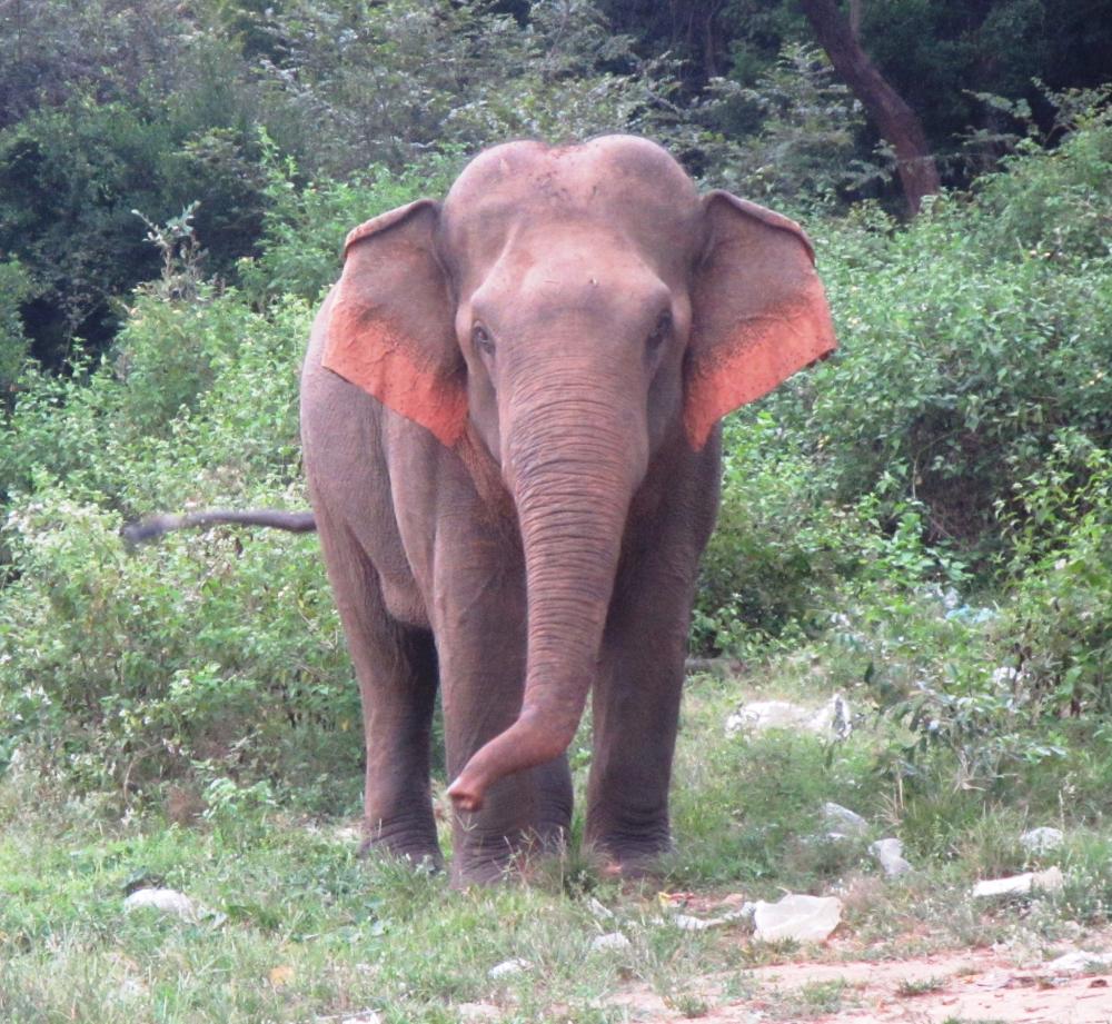 THE BULL: This fellow (we think it is a he) is actually quite healthy looking. Notice how the Asian elephant’s ears are in the shape of the Indian sub-continent... His cousins over in Africa have ears which look like THEIR continent. Coincidence, or top-down, intelligent design?