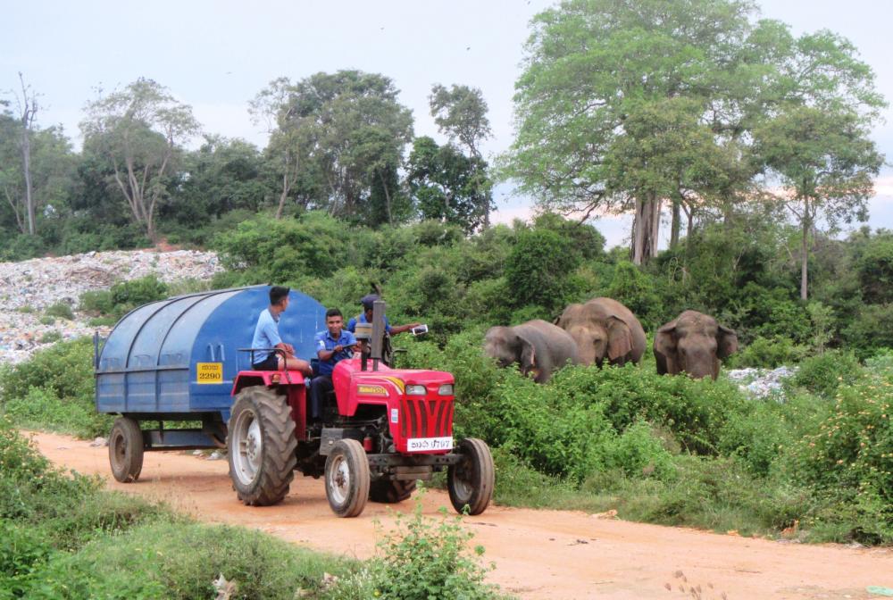 COEXISTENCE: The staff and customers at the Trincomalee Landfill interact closely with the wild elephants who frequent the dump. We saw just how quickly these huge animals can turn aggressive, and the people working at the dump must always keep their guard up...