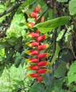 The wild heliconia flower looks almost artificial it is so colorful and vibrant.  These plants grow most everywhere in Suriname.