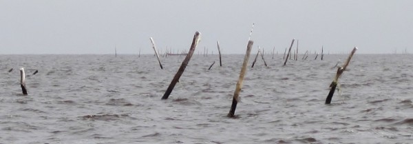 The fish net pilings at the mouth of the Essequibo River