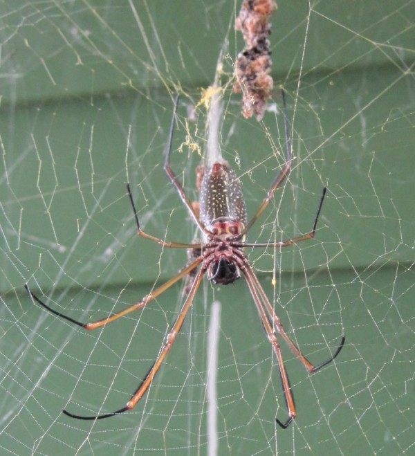 Giant spider at Sophia Point
