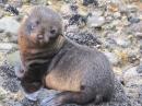 Baby New Zealand Fur Seal - so cute!