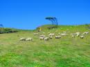 We pass through flocks of sheep