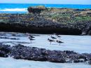 South Island Pied Oystercatchers