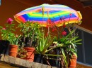 Plants and colourful umbrella
