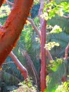 Papagallo trees, also known as Gringo trees - red and peeling!