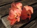 Purau - Hibiscus flowers