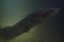 A friendly eel greets us