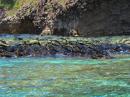 Pillow basalt.  Amazing snorkelling - corals, fish, reef sharks and sting rays too!