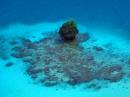 Beautiful little mushrooom islet with surrounding reef and the bluest water