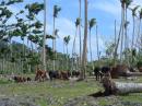 Cattle herd wanders through the palms