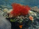 ...spectacular corals