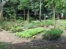 One of the vegetable gardens