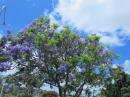 Jacaranda Tree in bloom